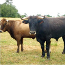 Cattle.jpg