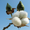 Cotton-plant.jpg